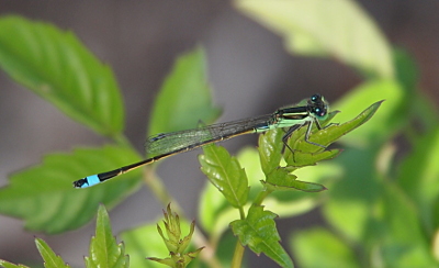 [A damselfly holds a top leaf of a plant. The damselfly has a brown segmented thin body with a light blue rear-end tip and greenish-blue and black stripes on its thorax. It has clear wings with dark webbing which are approximately two-thirds the length of the body.]